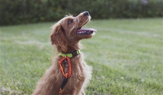 Aplikasi pelatihan anjing terbaik untuk iPhone