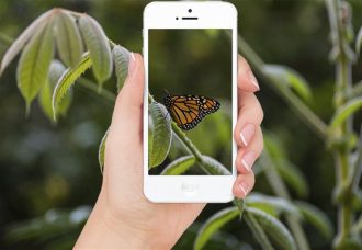 Aplikasi terbaik untuk mengidentifikasi serangga dari iPhone